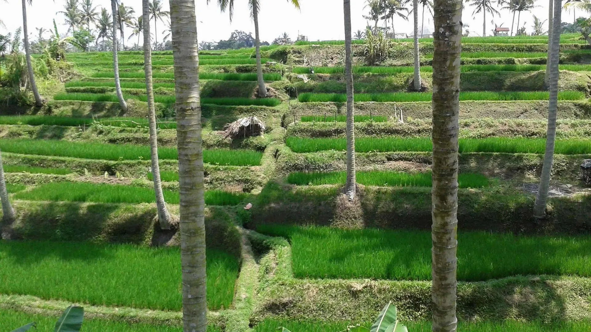 Uma Kama Villa Ubud